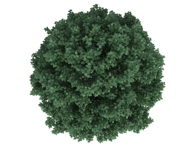 3d 渲染的孤立主人家的现实绿树顶视图