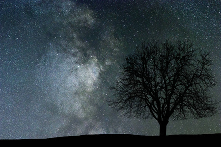 银河系和树。夜间景观。空间背景