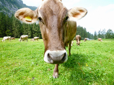 棕色奶牛在高山草甸在英格堡