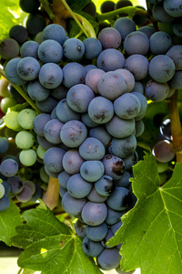 酿酒葡萄挂在葡萄园图片