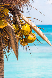 背景下的 Bayahibe，La 莱昂的住宿，多米尼加共和国在加勒比海的椰子。复制文本的空间。垂直