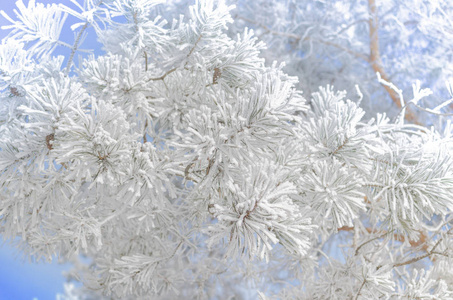 松枝白雪覆盖在晴朗的一天