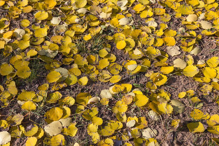 欧洲白杨秋天枯黄的叶子。