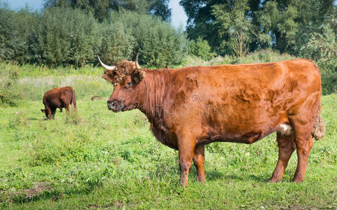前面是红牛，后面是吃草的红牛