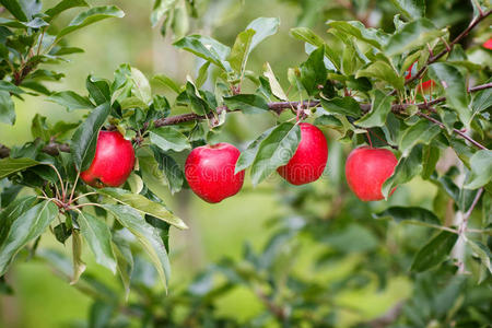 果园里树上红熟的苹果。