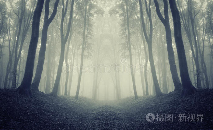 对称带雾的黑暗森林