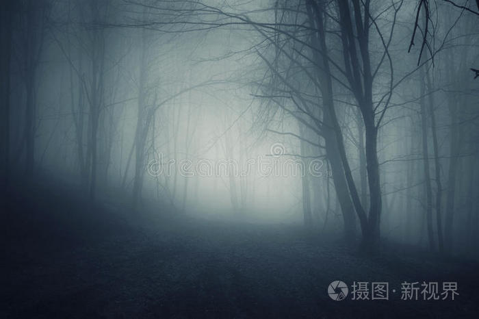 奇树怪雾雾对称的超现实森林夜间有雾的幽暗恐怖的森林在万圣节有雾的