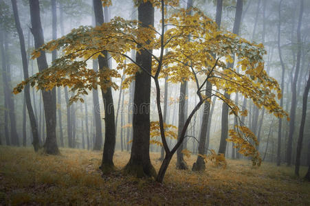 有雾的森林里美丽的黄树