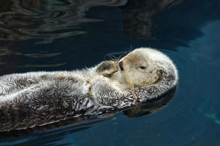 海洋水獭水獭睡觉,仰面漂浮照片
