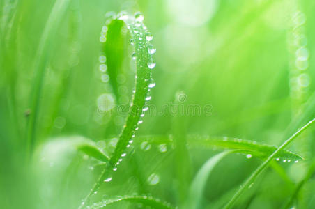 绿草上的水滴