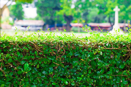 绿篱笆绿草坪
