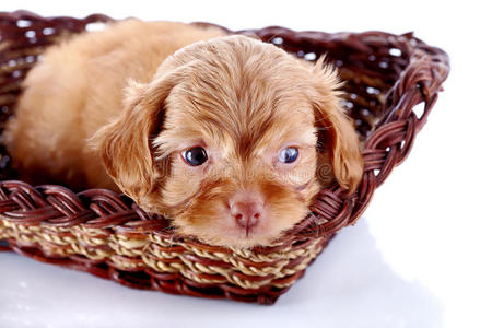 装饰性小狗的可爱的小狗，在一个有垂饰的篮子里。