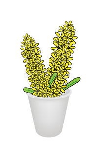 花盆里的黄石斛兰图片