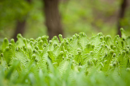 蕨类植物的新鲜绿叶