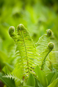 蕨类植物的新鲜绿叶