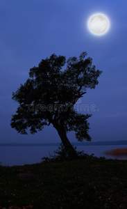 夜晚湖边的树