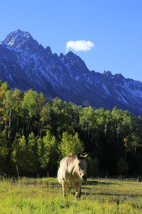 科罗拉多州洛基山脉，一匹美洲四分之一马