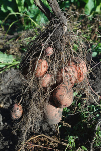挖土豆