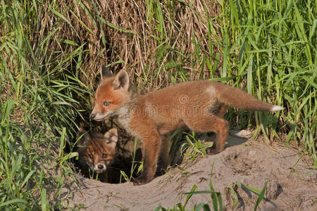 洞里的小狐狸图片