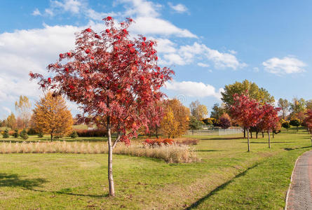 秋天的罗文树