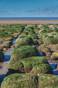 低潮时海边岩石上的绿藻图片