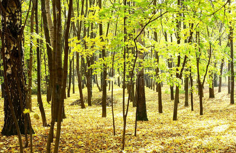 阳光明媚的金秋十月森林图片
