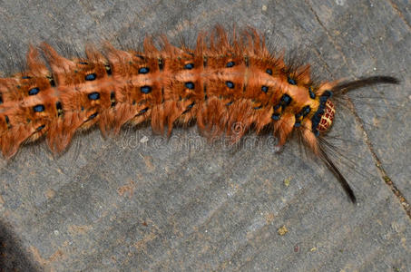 带刺的爬行的棕色大昆虫图片