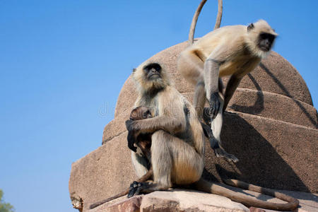 两只小猴子在旧石墙上跳