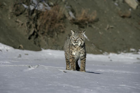 山猫蓝色