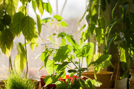 室内窗台盆栽绿色植物图片
