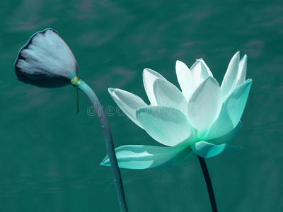 青色花摄影图 青色花图片大全 青色花照片 摄图新视界