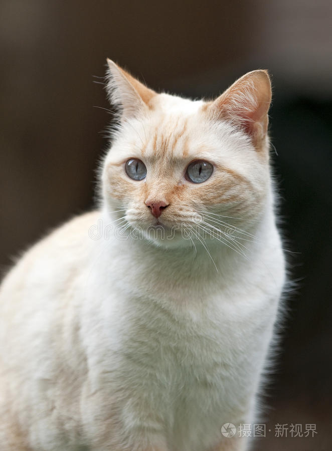 暹罗混种猫的肖像