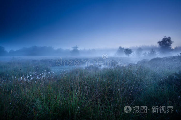 薄雾弥漫的晨曦笼罩着沼泽