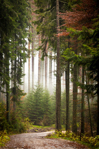 森林里有雾的树