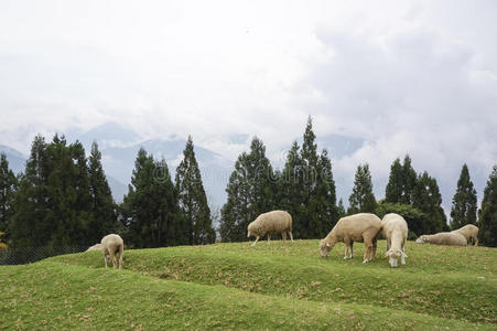 山坡上的羊群