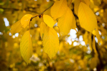 黄叶从树上落下图片