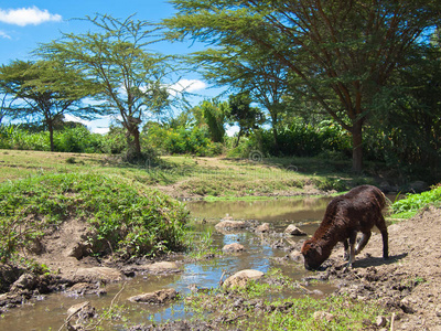 小羊在河里喝水照片