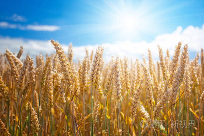 在蓝天的田野里的小麦子