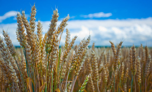 在蓝天的田野里的小麦子