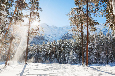 白雪覆盖的树木在冬天森林在阳光灿烂的日子