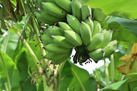 香蕉树农场图片