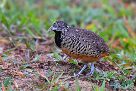 禁止的 Buttonquail 鸟