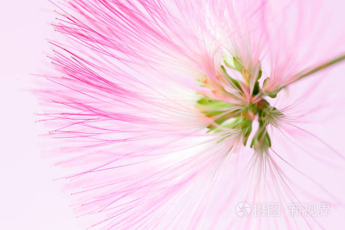 离焦模糊粉红色的花自然背景