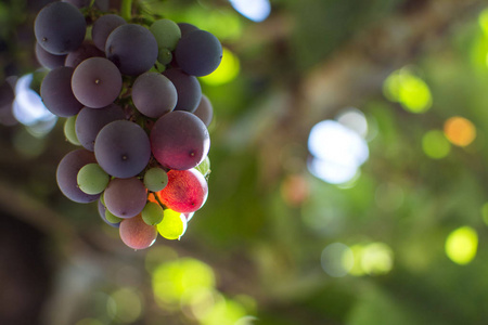 葡萄园在阳光明媚的日子里丰收。秋天成熟的葡萄。成熟的葡萄生长在葡萄酒领域。自然的小道消息。背景模糊