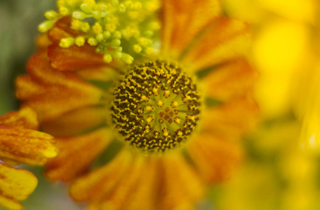 美丽的 Helenium 花在夏日花园里生长。背景模糊的橙 Helenium 水仙花花的特写