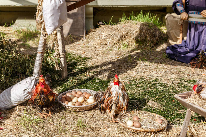 母鸡和一群在一个农场上的篮子里的鸡蛋