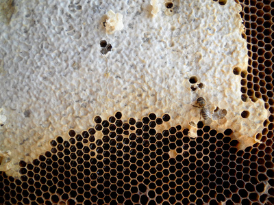 抽象的照片为主题的天然蜂蜜的