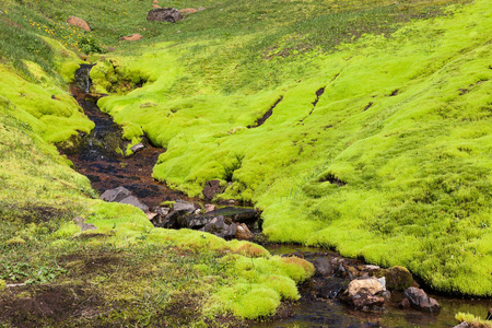 冰岛藓景观小河流跑下山明亮绿色苔藓在冰岛