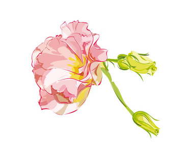 白色背景上的洋桔梗矢量美丽洋桔梗孤立美丽洋桔梗花以水彩风格野花洋