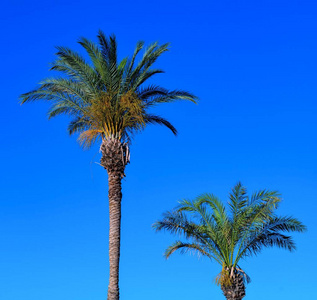 两个蓬松的棕榈树